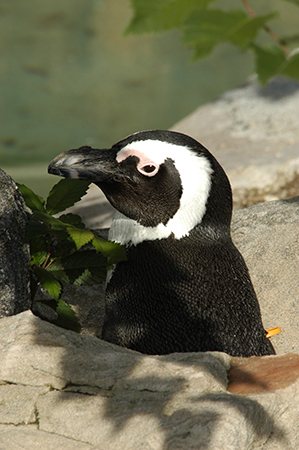 08) African_penguin-RAndrewOdum sm 08) African_penguin-RAndrewOdum sm