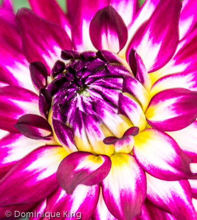 Toledo Dahlia Toledo Dahlia