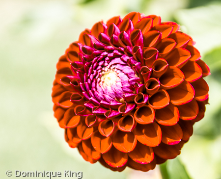 Toledo Red Dahlia Toledo Red Dahlia