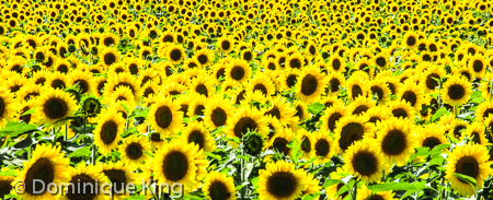 Howell sunflowers Howell sunflowers