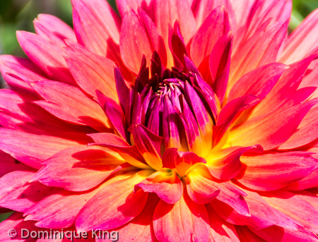 Toledo Dahlia Orange Toledo Dahlia Orange