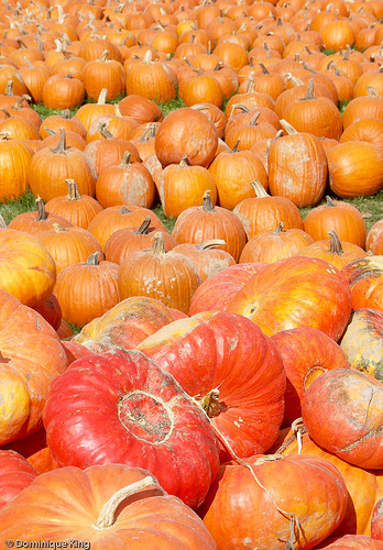 Northern Farm Market 6