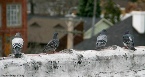 Royal Oak Photo Walk 7