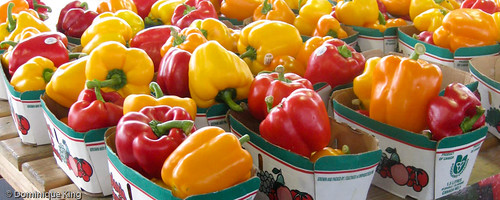 Thanksgiving bounty 1