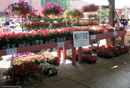 Toledo Farmers Market