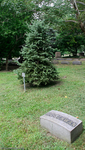 Schwan Christmas tree