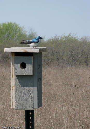Ottawa National Wildlife Refuge, Ohio-8