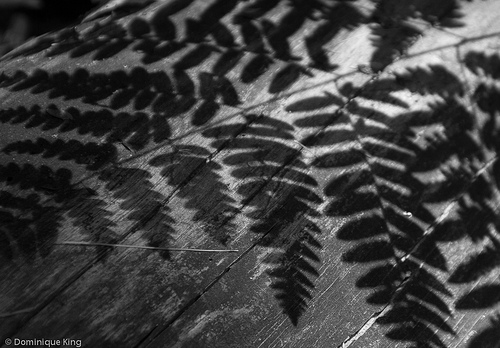 Hartwick Pines ferns B&W