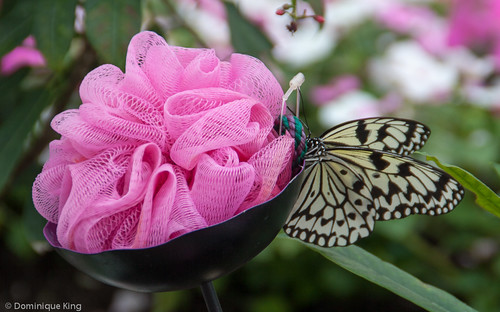 20140625-Fprt Wayne-South Bend 2014-0027.jpg