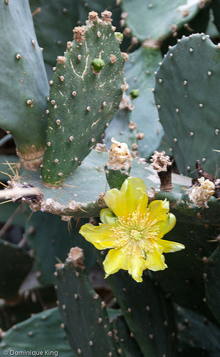 Foellinger-Freimann Botanical Conservatory, Fort Wayne, Indiana