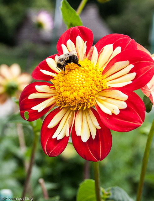 Toledo Metroparks, Toledo, Ohio