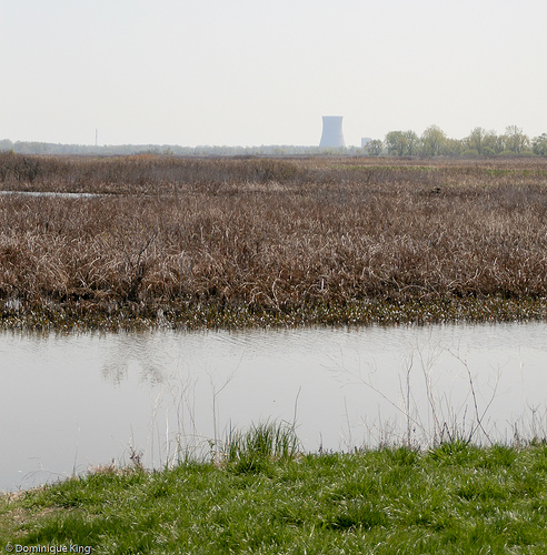 Magee Marsh, Ohio wildlife refuge-6