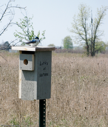 Ottawa National Wildlife Refuge, Ohio-7