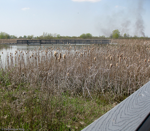 Ottawa National Wildlife Refuge, Ohio-6