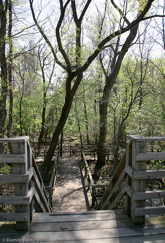 Magee Marsh, Ohio wildlife refuge-5