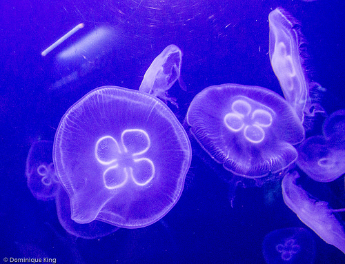 Indianapolis Zoo, Indianapolis, Indiana