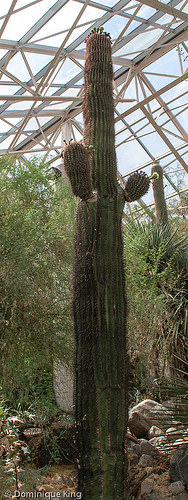 Foellinger-Freimann Botanical Conservatory, Fort Wayne, Indiana