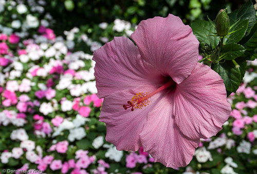 Foellinger-Freimann Botanical Conservatory, Fort Wayne, Indiana