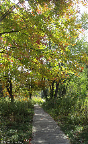 Irwin Prairie State Nature Preserve, Toledo, Ohio