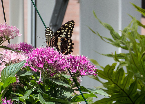White River Gardens, Indianapolis, Indiana