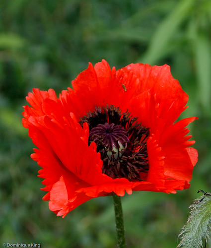 Cranbrook Gardens-12