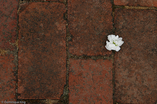 Cranbrook Gardens-20