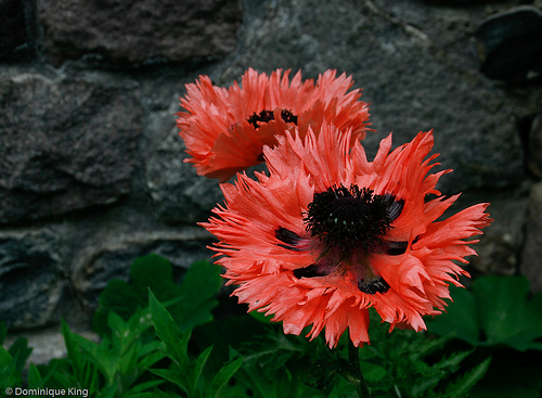 Cranbrook Gardens-23