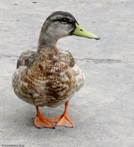 Ducks at Franklin Cider Mill, Michigan-4