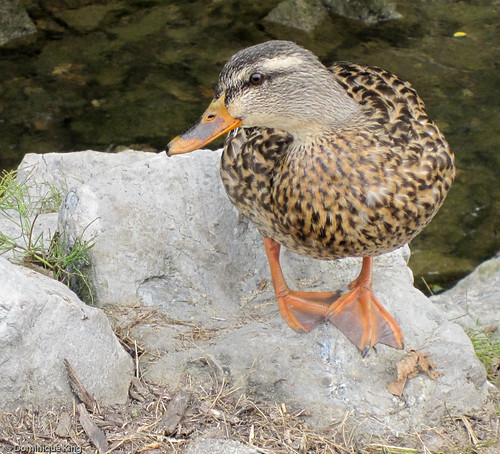 Ducks at Franklin Cider Mill, Michigan-5