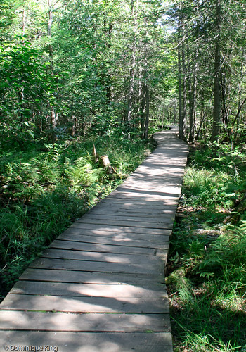 Canyon Falls and Gorge-6