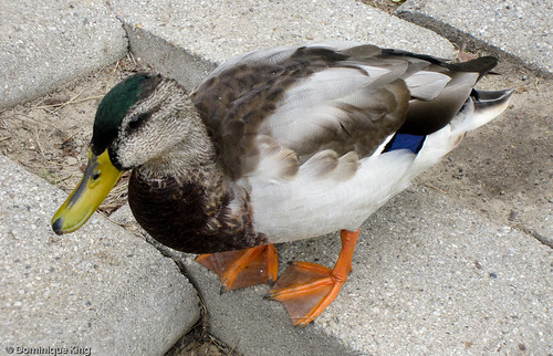 Ducks at Franklin Cider Mill, Michigan-3