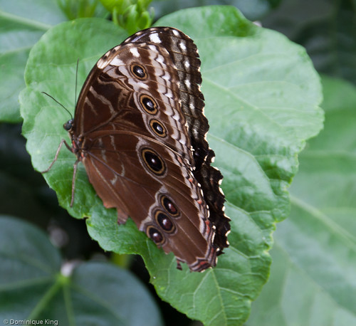 20140625-Fprt Wayne-South Bend 2014-0013.jpg