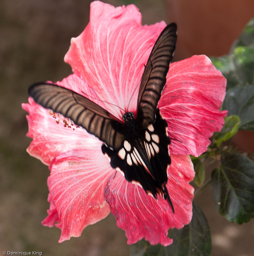 20140625-Fprt Wayne-South Bend 2014-0022.jpg