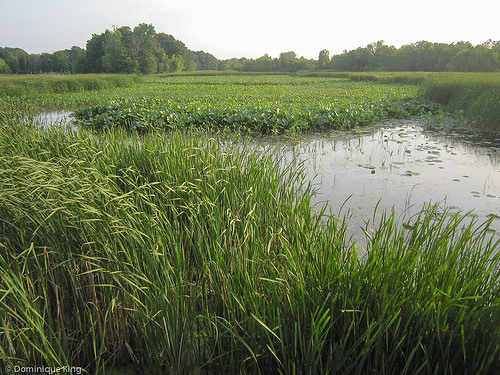 Sawmill Creek and Sheldon Nature Center, Sandusky, Ohio