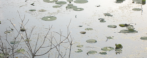 Sawmill Creek and Sheldon Nature Center, Sandusky, Ohio