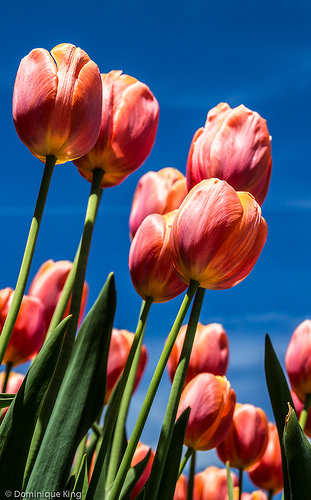 Tulips. White Chapel, Troy, Michigan