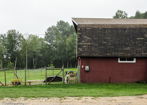 Crystal Lake Alpaca Farm Boutique, Benzonia, Michigan