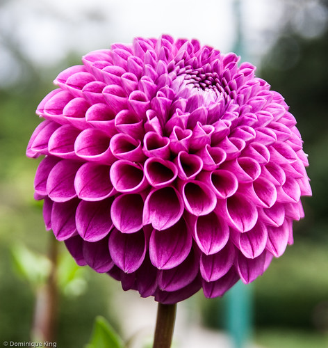 Toledo Ohio Botanical Garden