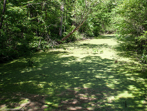 Oak Openings, Toledo, Ohio