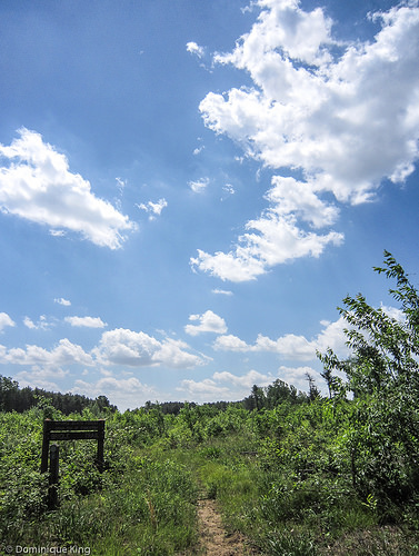 Oak Openings, Toledo, Ohio