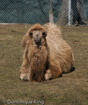 Camels Detroit Zoo
