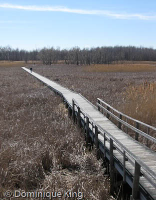 Maumee Bay Nature Center OH