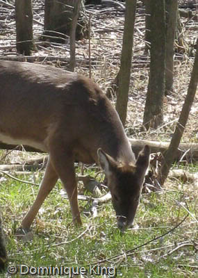 Maumee Bay Nature Center OH