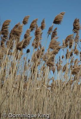Maumee Bay Nature Center OH