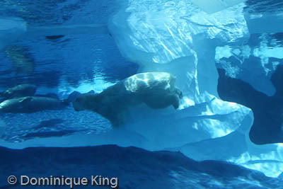 Polar pals at the Detroit Zoo