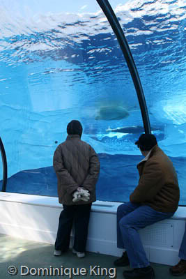 Polar pals at the Detroit Zoo