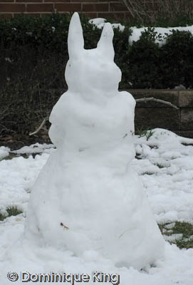 Snow Bunny or Spring in Michigan