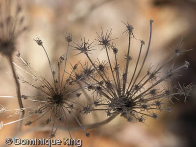 Spring on Wild Wing Kensington Metropark MI