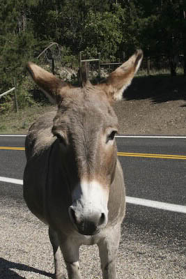 Custer State Park SD