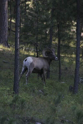 Custer State Park SD